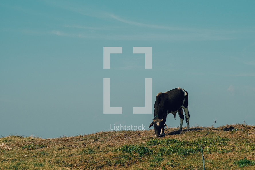 a cow grazing on a hill 