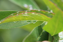 water droplets on green leaves 