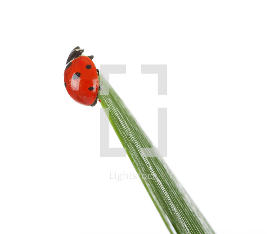 lady bug on a blade of grass
