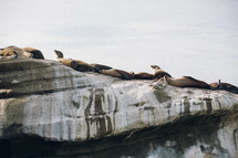 Seals on a rock in the ocean.