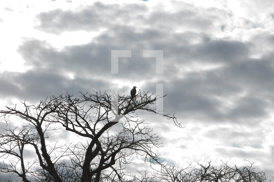 A bird in a tree in Malawi, Africa. 