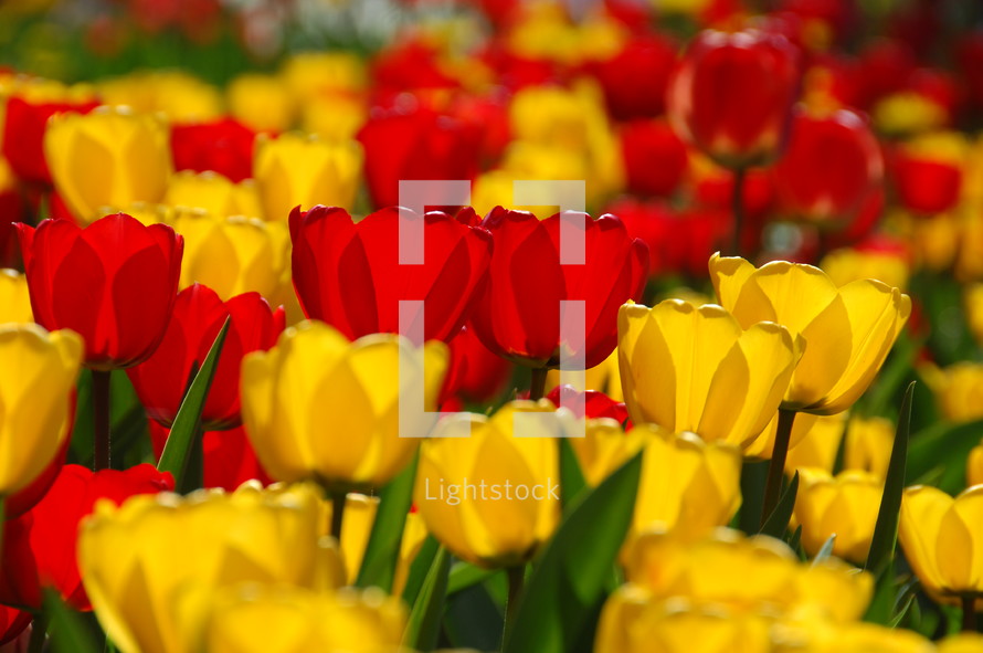 red and yellow tulip flowers 