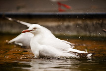 seagulls bathing in water 