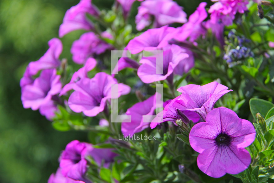 Purple spring flowers.