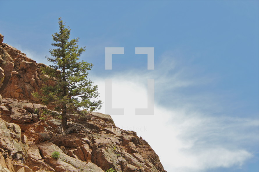 Single pine tree on a rocky hillside.