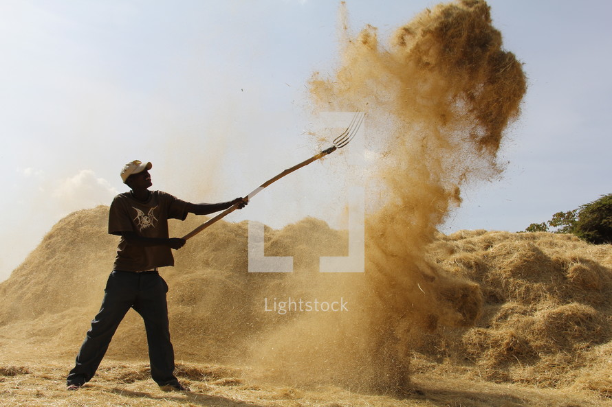 African man with a pitch fork tossing teff to separate the straw from the seed. The wind blows away the husk and straw while the seed falls directly to the ground where it can be collected.