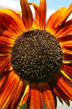 Close up of red sunflower.