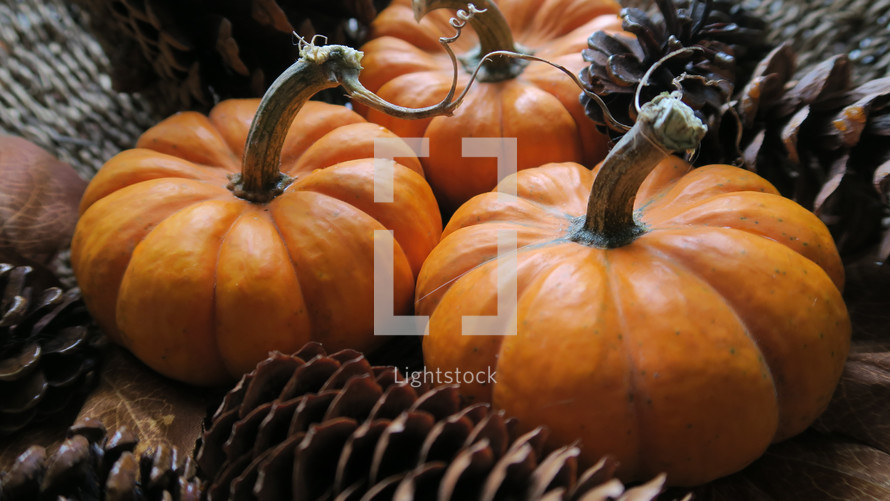 pumpkins and pine cones 