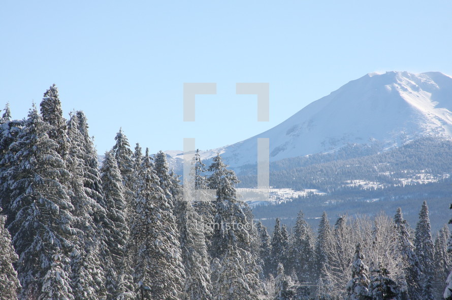 Mountains with snow and pine trees