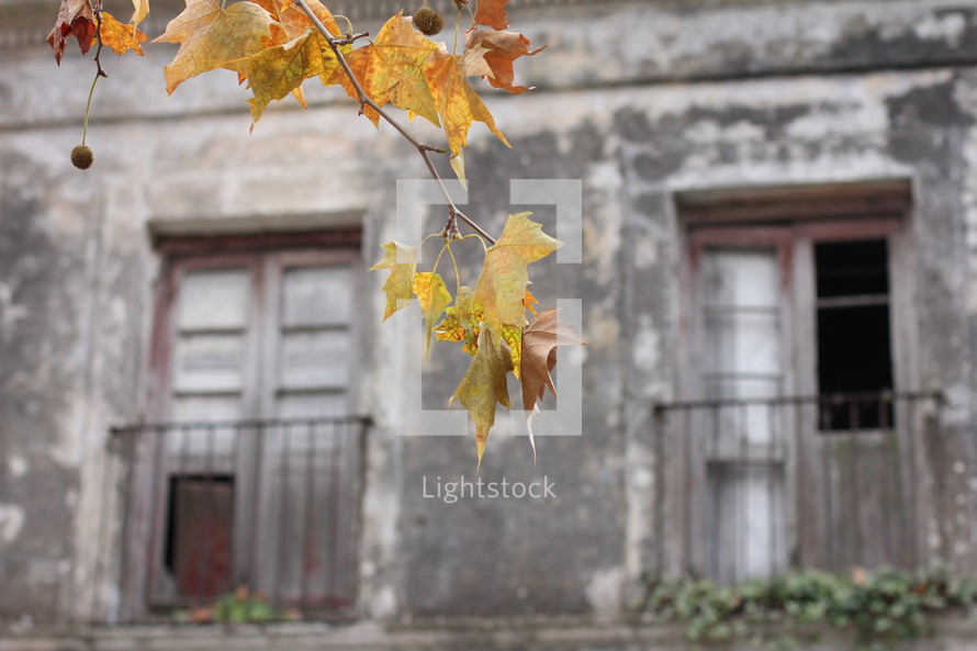Fall leaves. Yellow leaves. Autumn. Fall. Ruins. Old buildings.