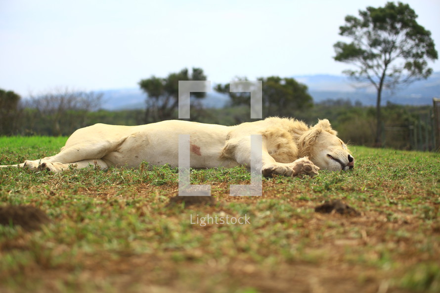 Lion sleeping on grass.