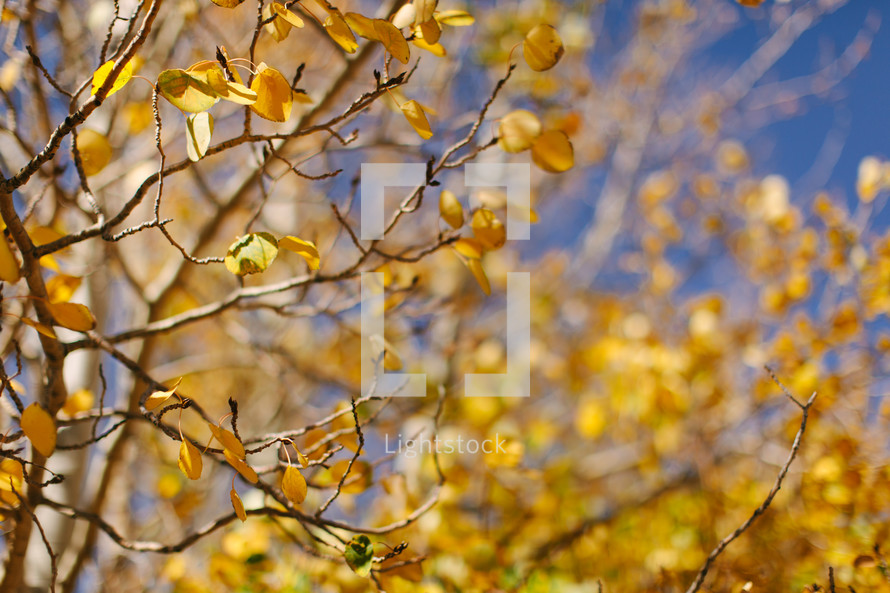 yellow fall leaves against a blue sky 