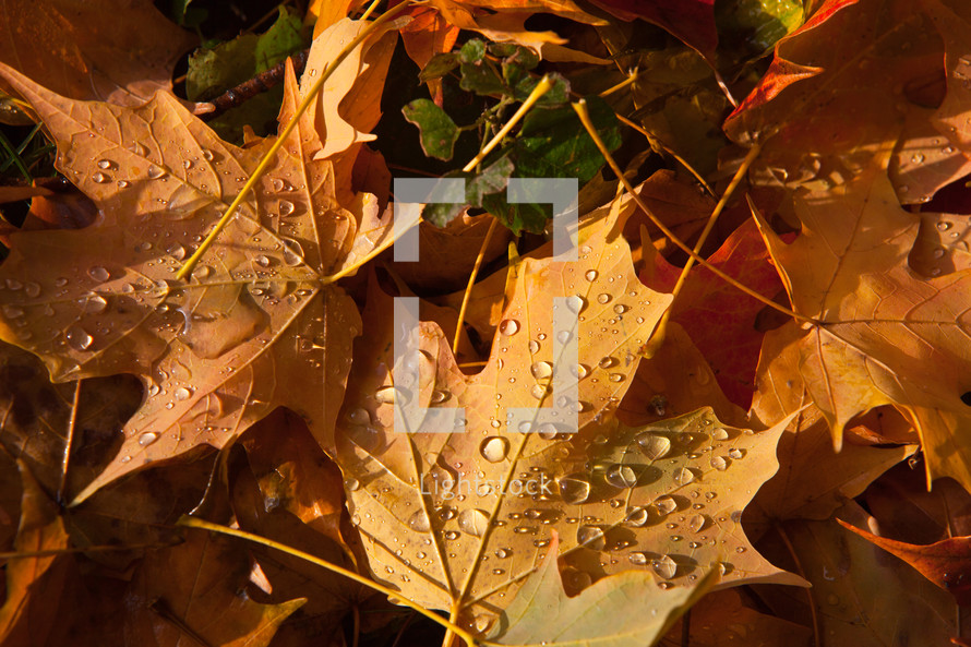 water droplets on fall leaves