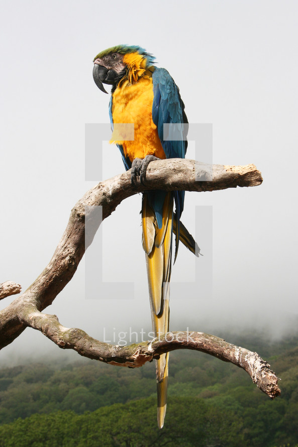 Macaw on a branch 