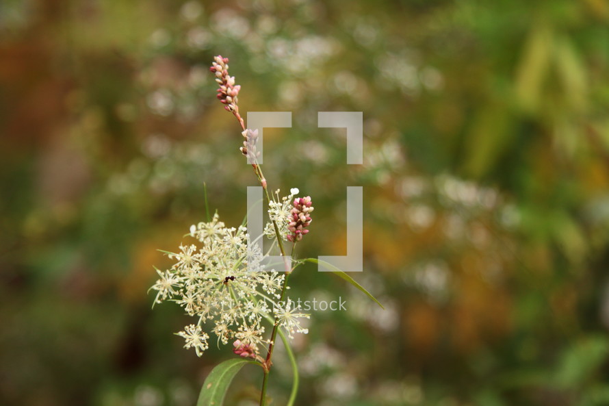 wildflower outdoors 