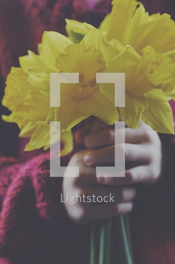 child's hands holding daffodils 