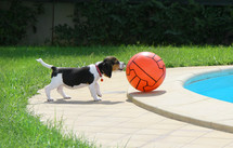 beagle puppy with a ball by a pool 