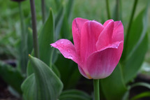 pink tulip 