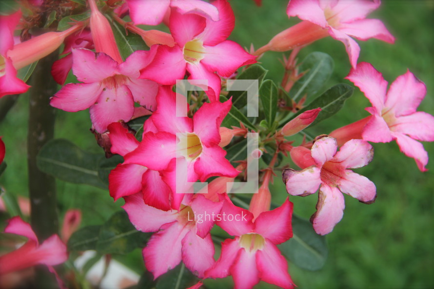 fuchsia tropical flowers 