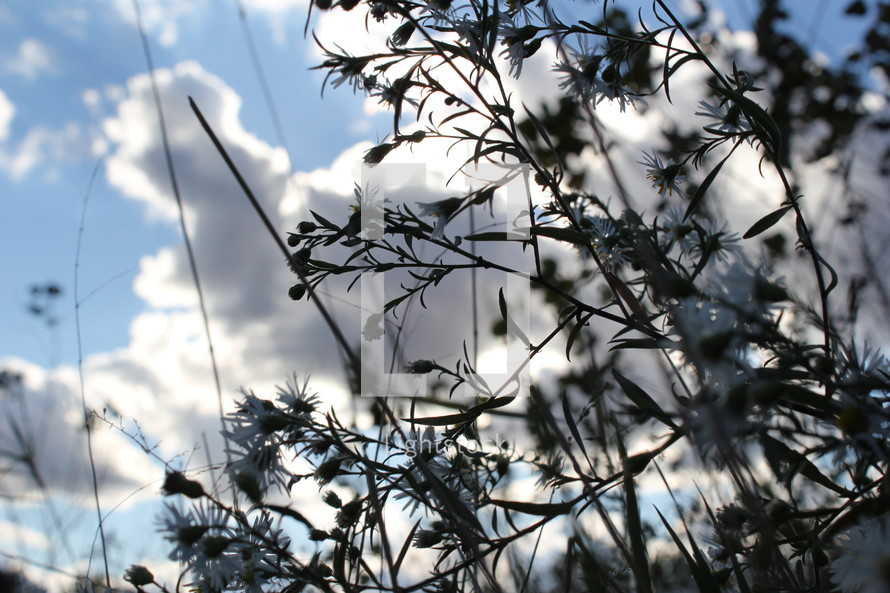 Silhouette of weeds under the clouds.
