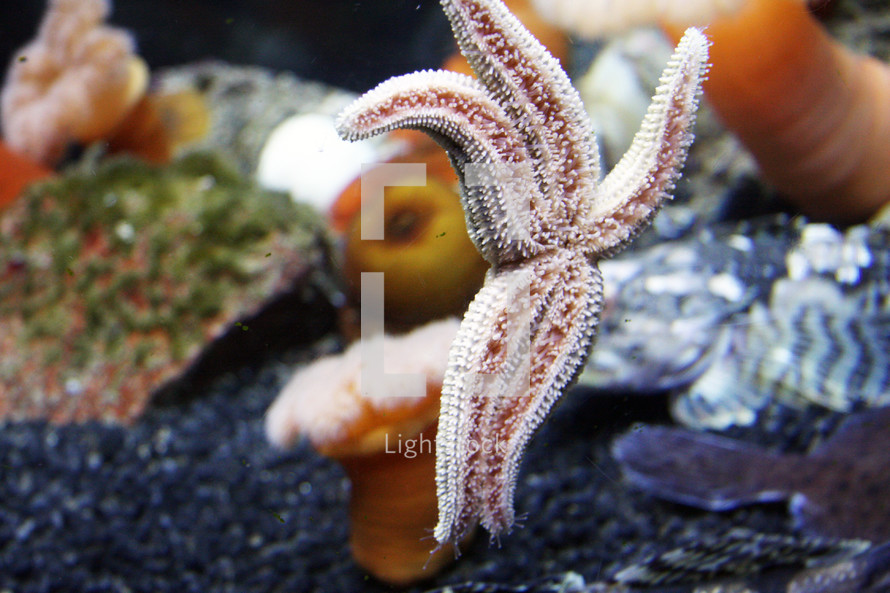Starfish swimming in an aquarium.