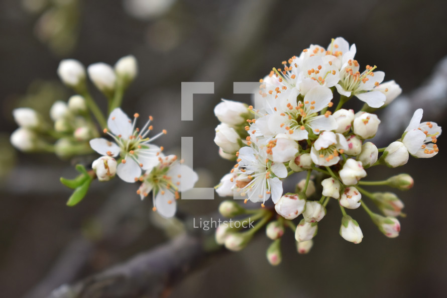 white spring blossoms on a branch 