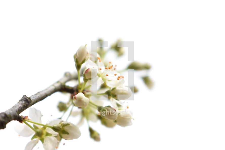 spring blossoms on a branch 