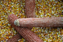 corn kernels 