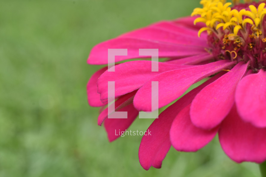 fuchsia flower 