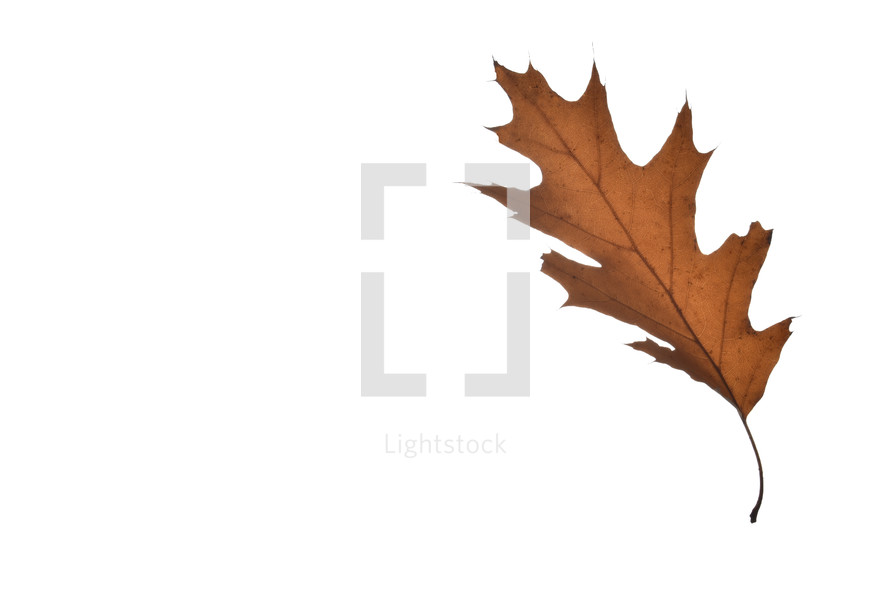 brown leaf 