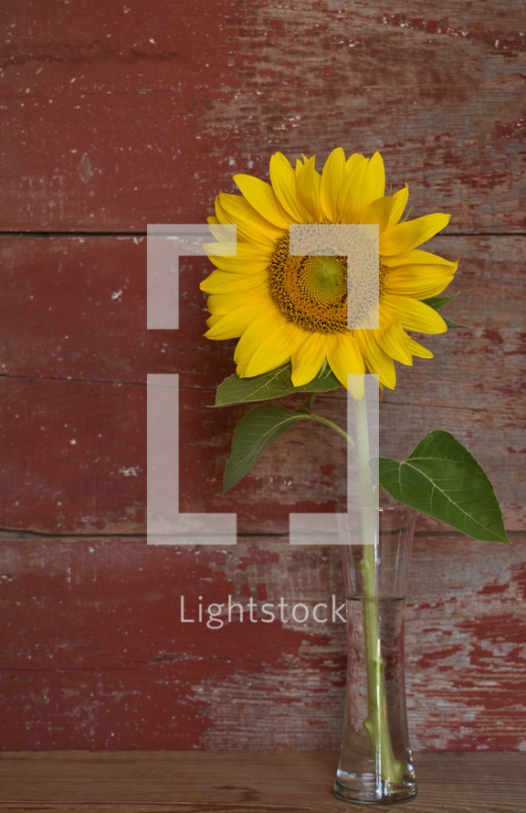 sunflower in a vase 