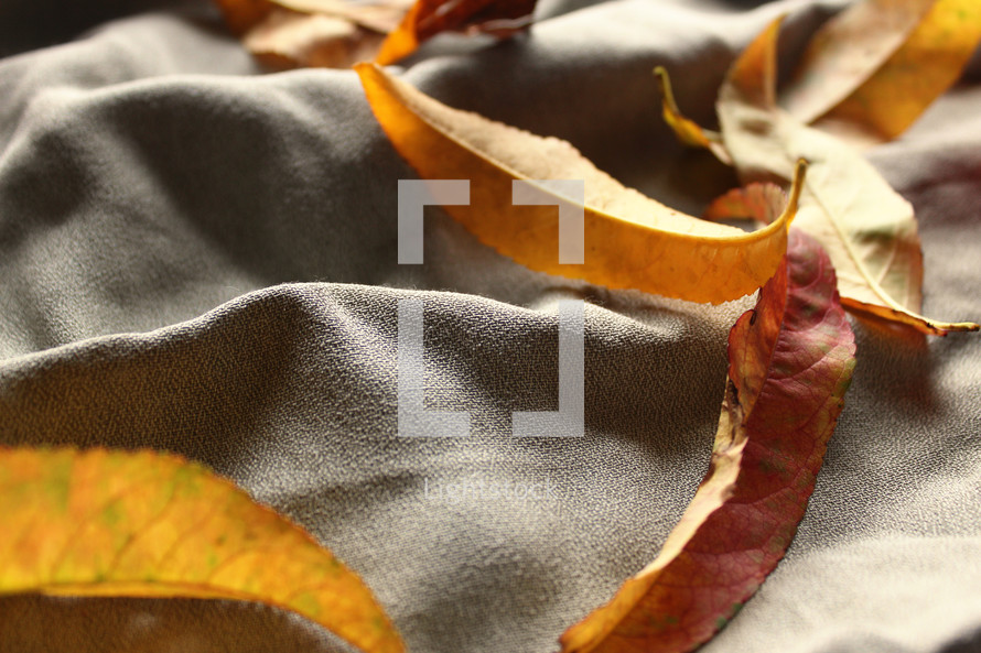 fall leaves on a blanket 