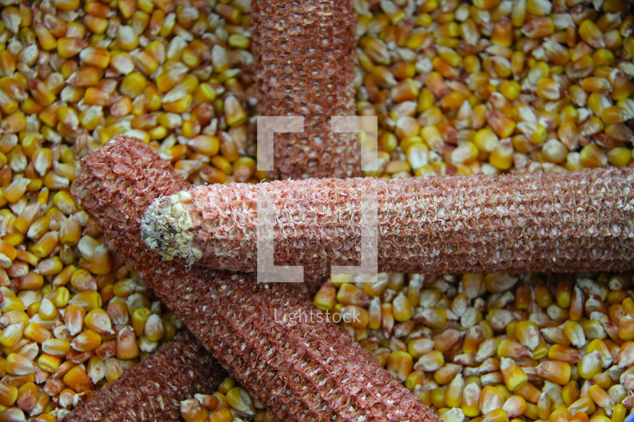 corn kernels 