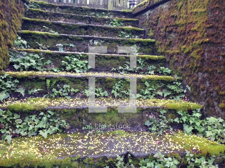 ivy growing on outdoor steps 