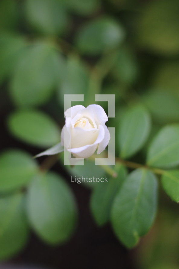 white rose bud 