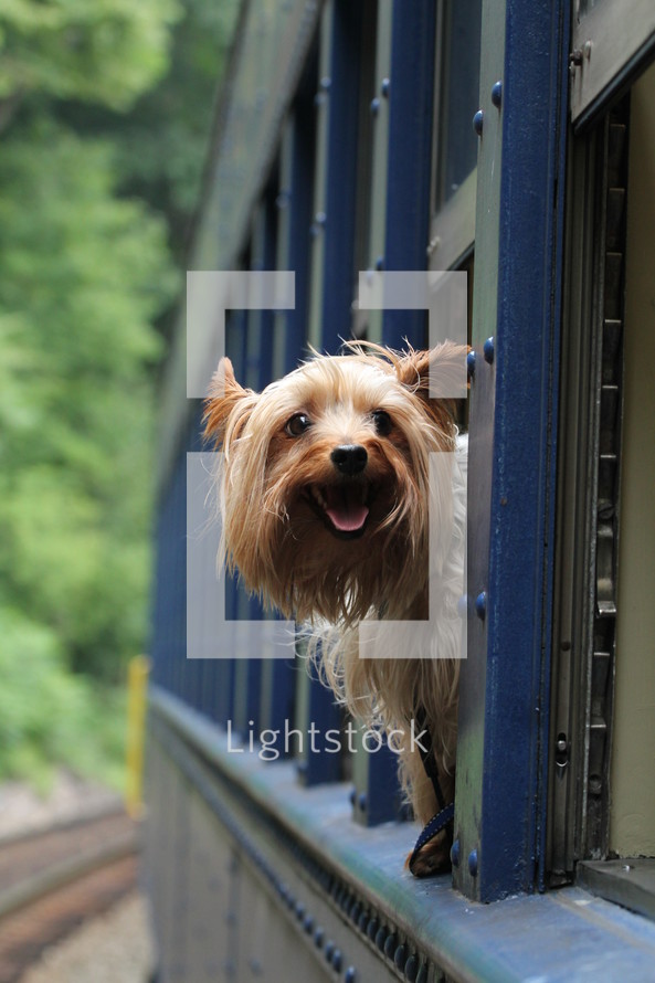 Yorkie dog hanging its head out a train window 