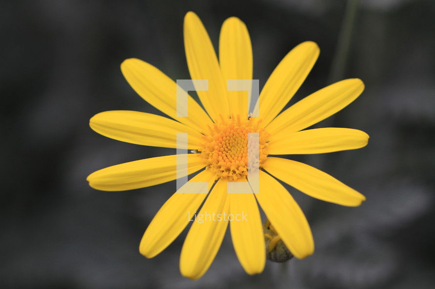yellow flower 