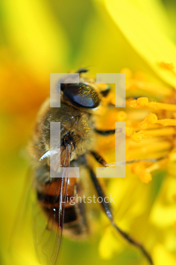 bee on a yellow flower 