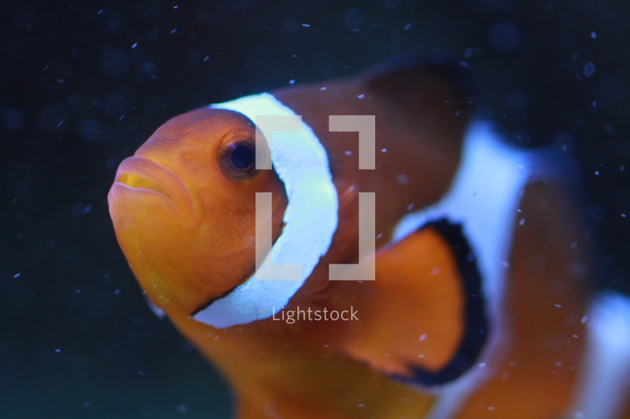 clown fish 