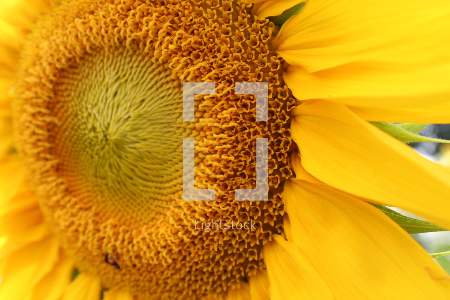 closeup of the center of a sunflower 