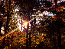 silhouettes of kids climbing trees in a fall forest 