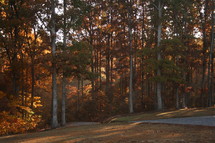 fall forest and drive way 
