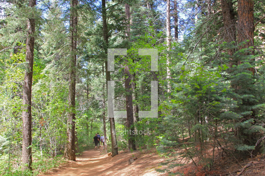 trail through a forest
