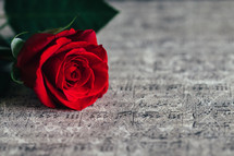 red rose on sheet music 