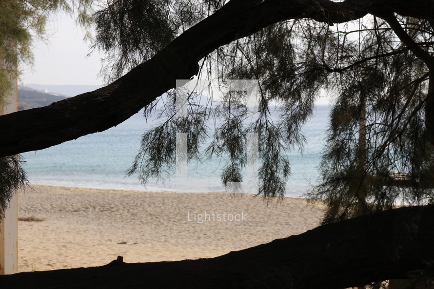 beach view through tree branches 