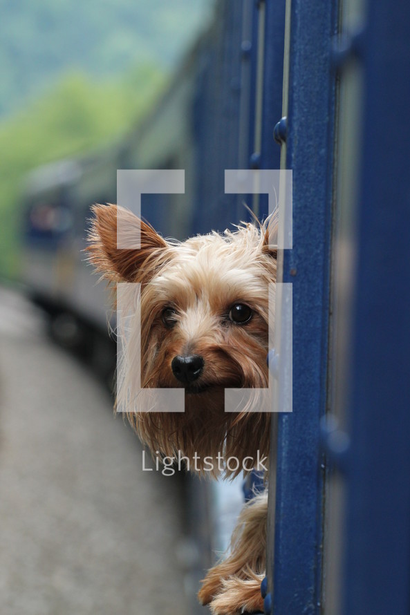 Yorkie dog sticking his head out a train window