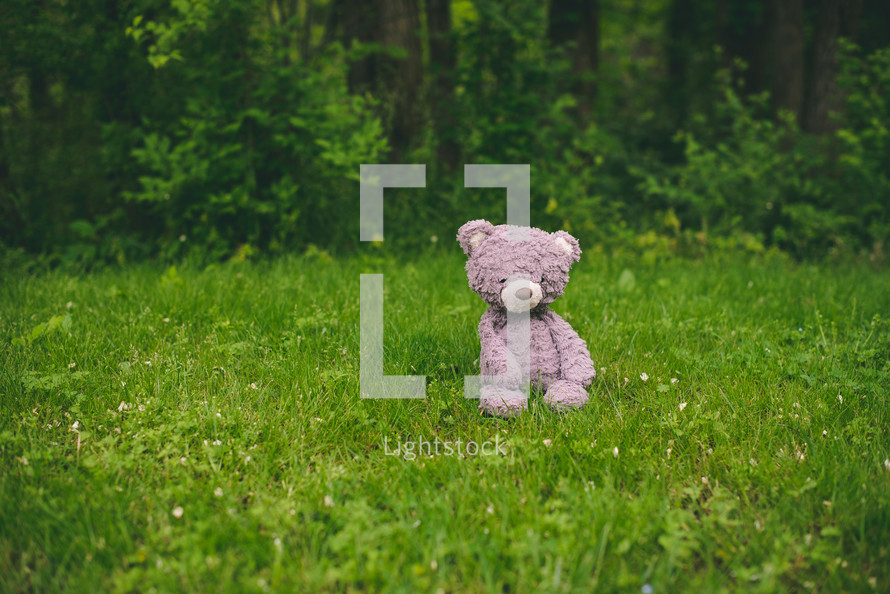 teddy bear in green grass