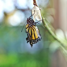 butterfly emerging from its chrysalis 