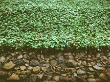 ivy and a stone wall