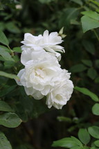white flowers on a bush 